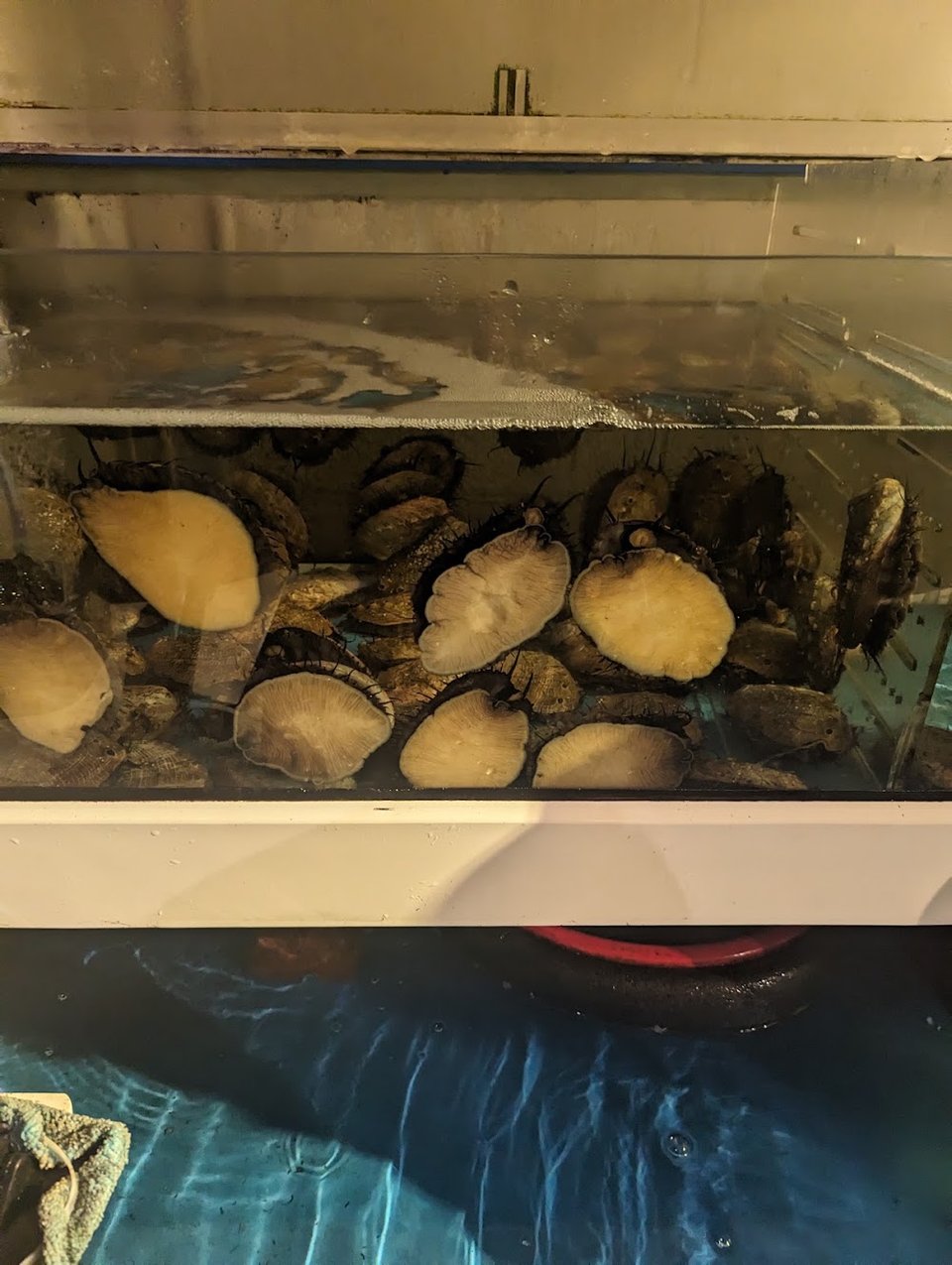 Abalone